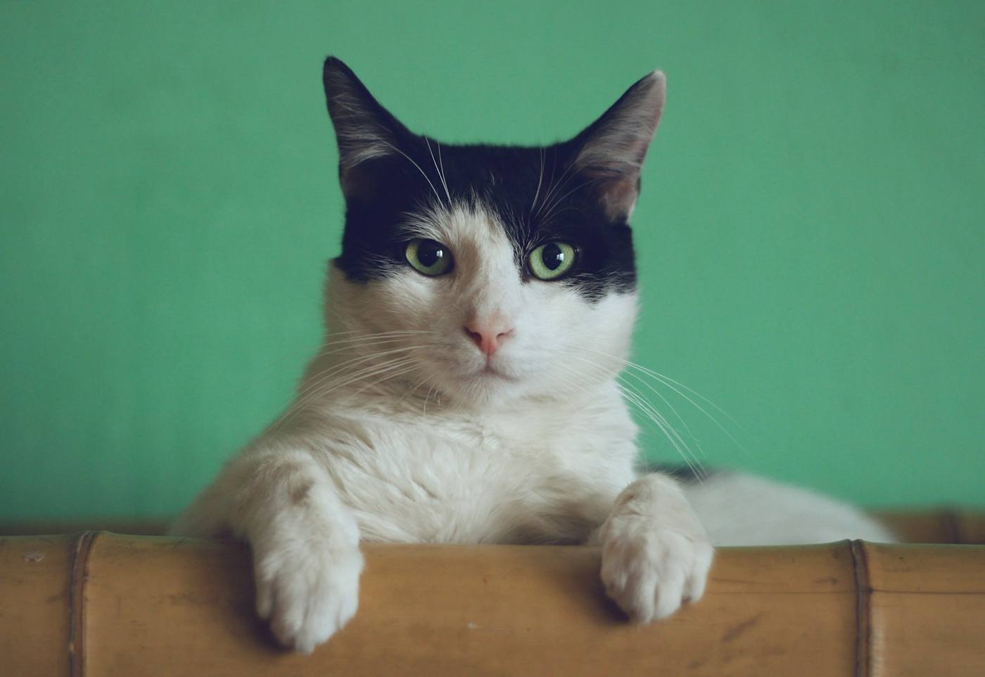 Un chat, bienvenu à la Bulle